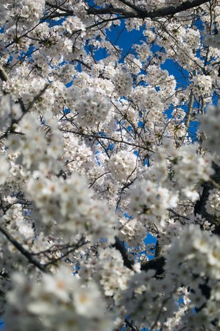 Cherry blossoms at the Tidal Basin · 08