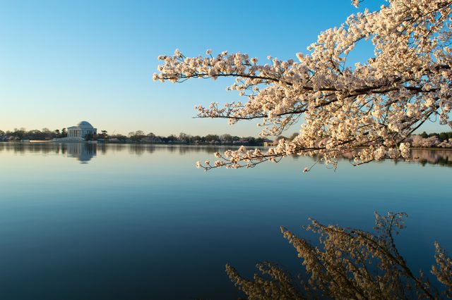 Cherry blossoms at the Tidal Basin · 03