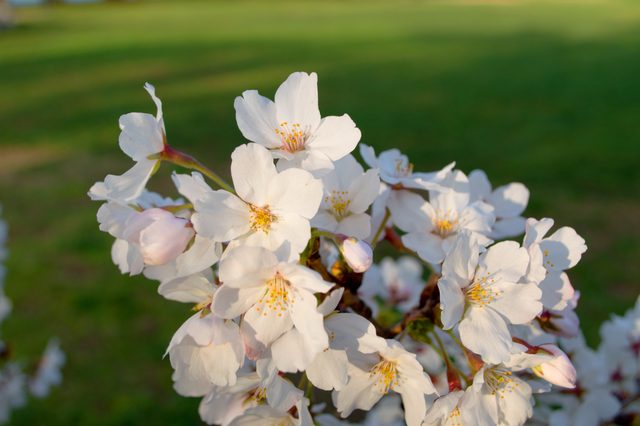 Cherry blossoms at the Tidal Basin · 12