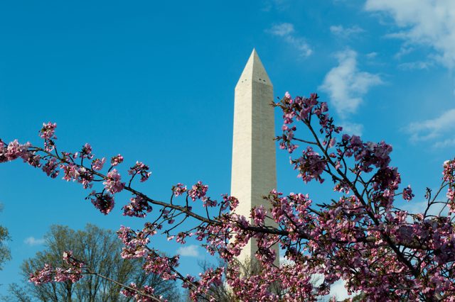 Cherry blossoms and the Washington Monument · 07