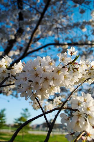 Cherry blossoms at the Tidal Basin · 02