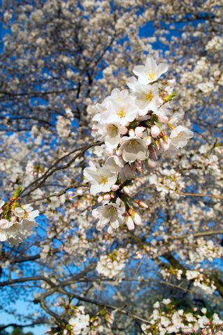 Cherry blossoms at the Tidal Basin · 07