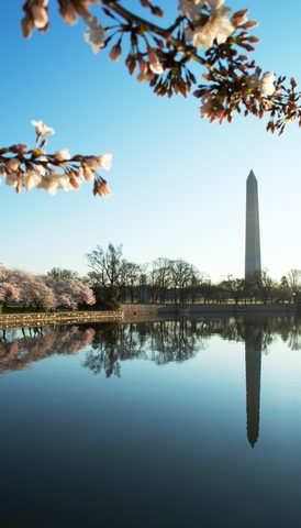 Cherry blossoms and the Washington Monument · 01
