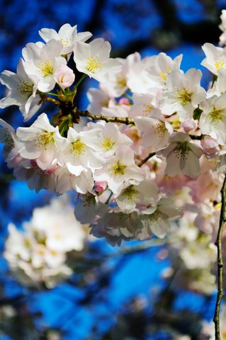 Cherry blossoms at the Tidal Basin · 09