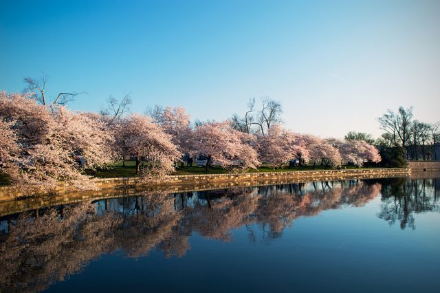 Cherry blossoms at the Tidal Basin · 06