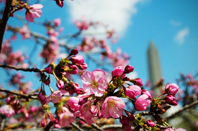 Cherry blossoms and the Washington Monument · 02